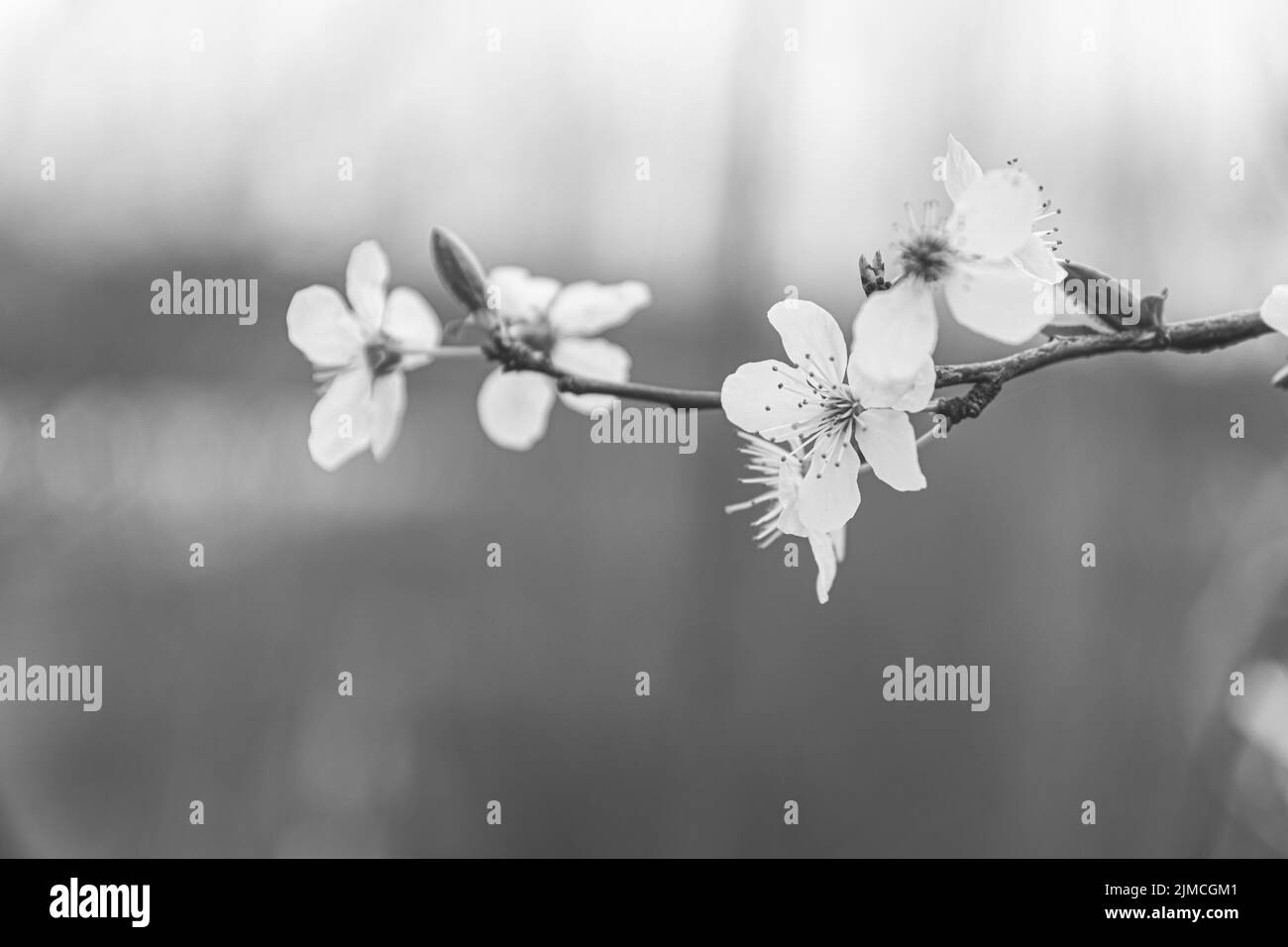 Fiori di ciliegio in primo piano in bianco e nero Foto Stock