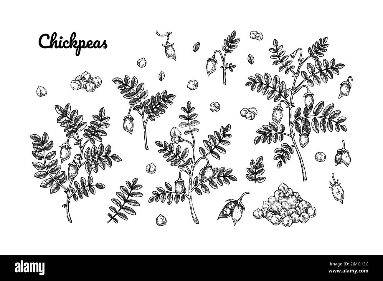 Set di elementi di progettazione di ceci. Collezione di botanica disegnata a mano. Illustrazione vettoriale nello schema di schizzo Illustrazione Vettoriale
