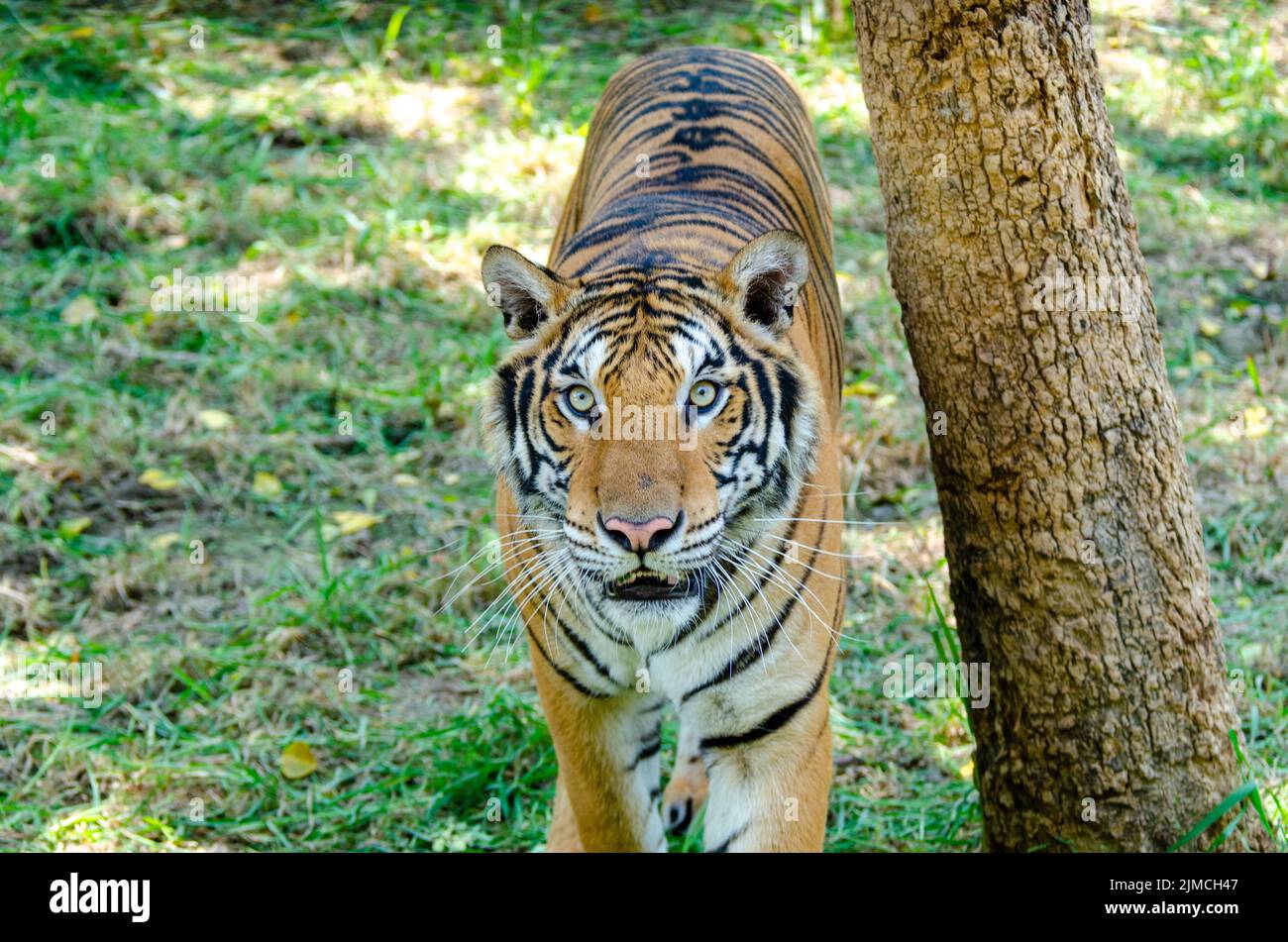 Tigre che guarda verso l'alto accanto ad un albero Foto Stock