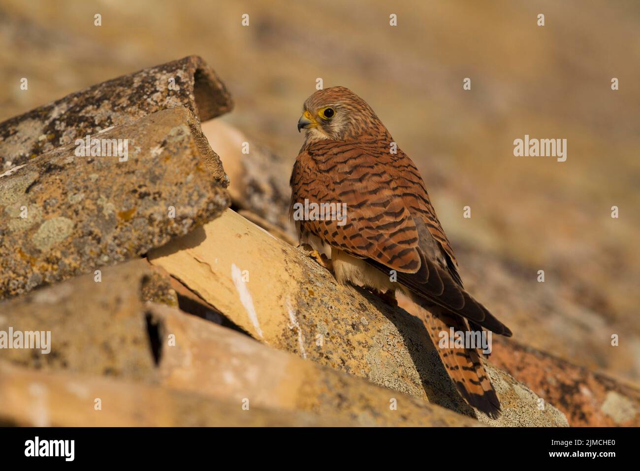 Lesser Kestrel (Falco naumanni), donna su tetto tegole, Extremadura, Spagna Foto Stock