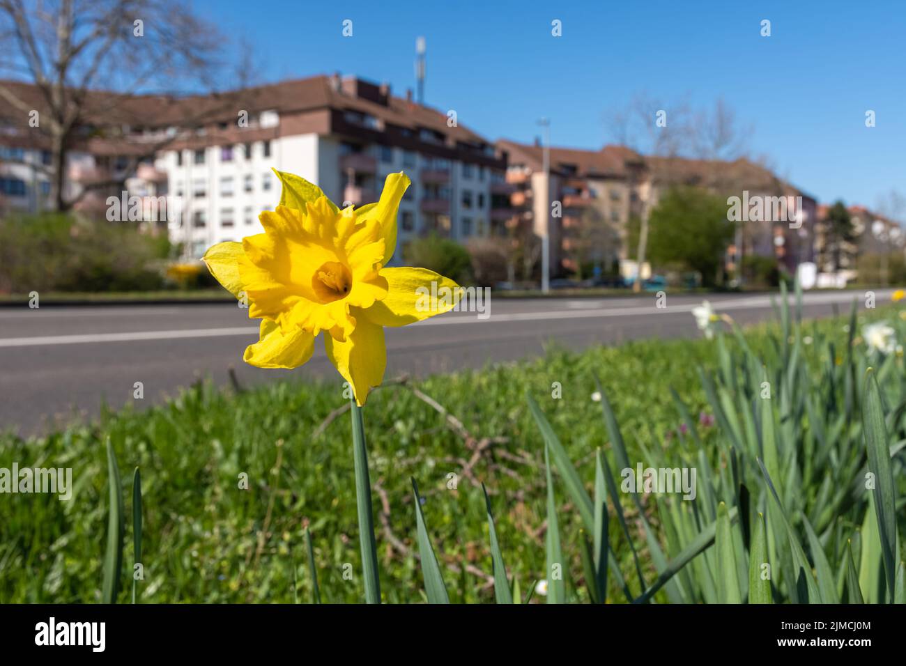 Narciso giallo fiore crescente in città Foto Stock