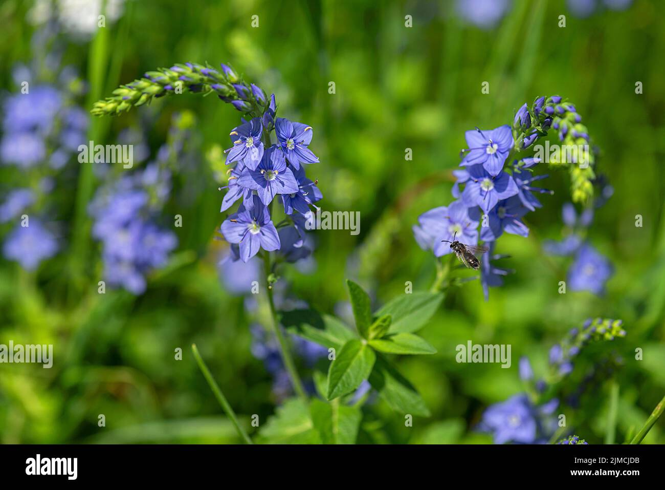 Foglia di radiodiffusione austriaca speedwell (Veronica austriaca), Baviera, Germania Foto Stock