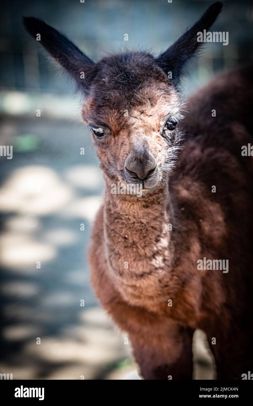 Alpaca marrone (Vicugna pacos), bambino, ritratto animale, Siofok, Balaton, Ungheria Foto Stock