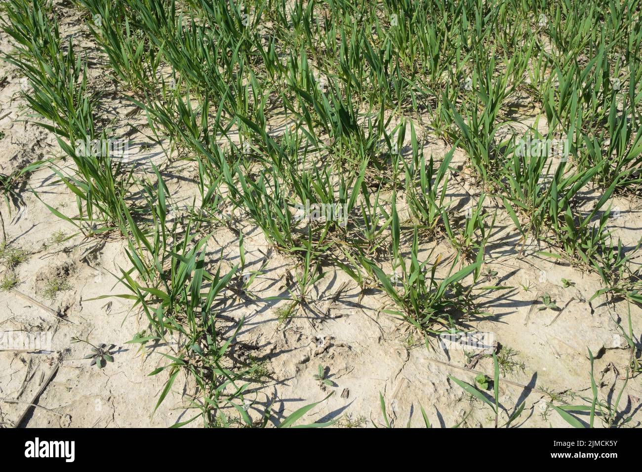 Giovani piante di cereali su una terra asciutta, Germania Foto Stock