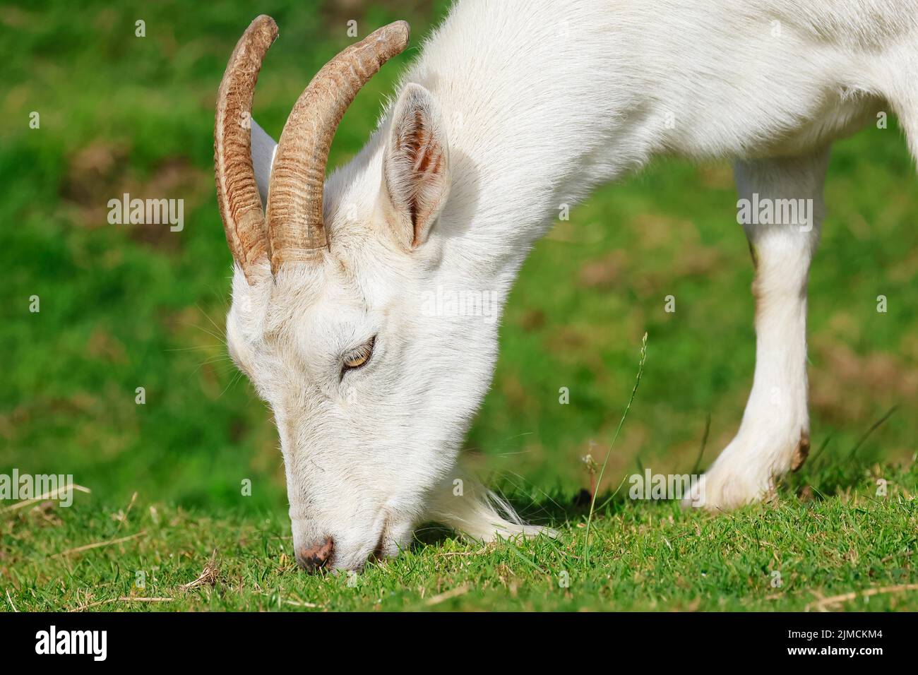 Capra domestica bianca (capra aegagrus hircus) che mangia l'erba, Schleswig-Holstein, Germania Foto Stock