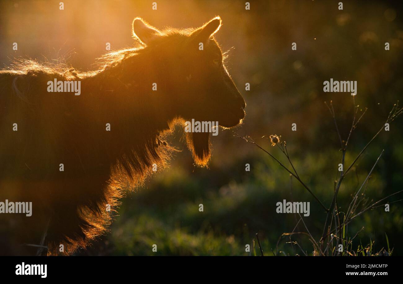 Silhouette di testa di capra al tramonto Foto Stock