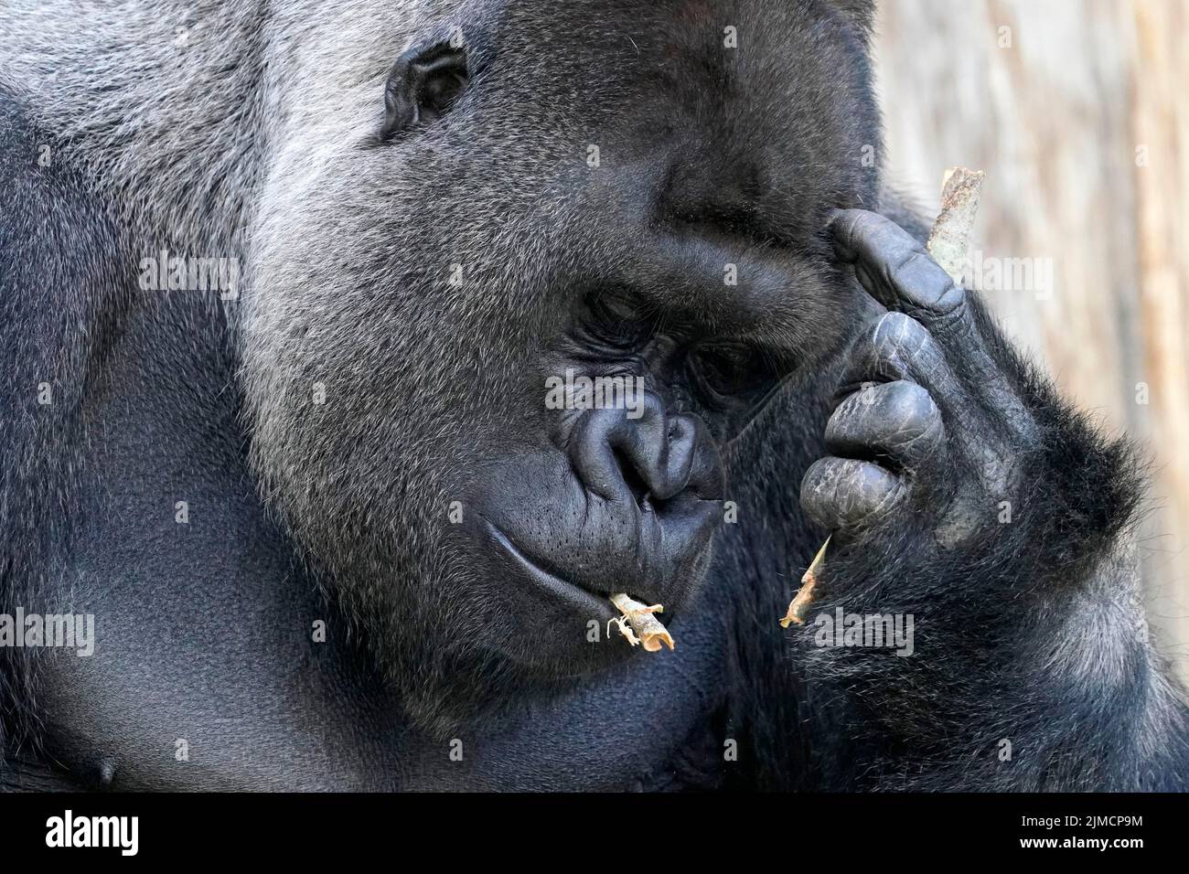 Gorilla occidentale (gorilla gorilla) argenteo, ritratto animale, prigioniero Foto Stock