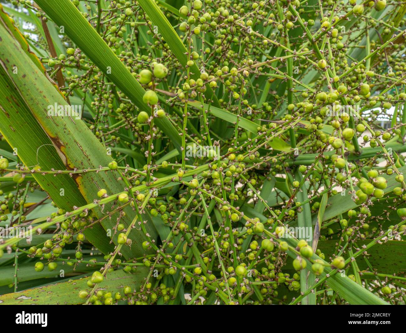 Semi di palma verde. Semi sull'albero. Piselli su una palma. Pianta nel sud. Foto Stock