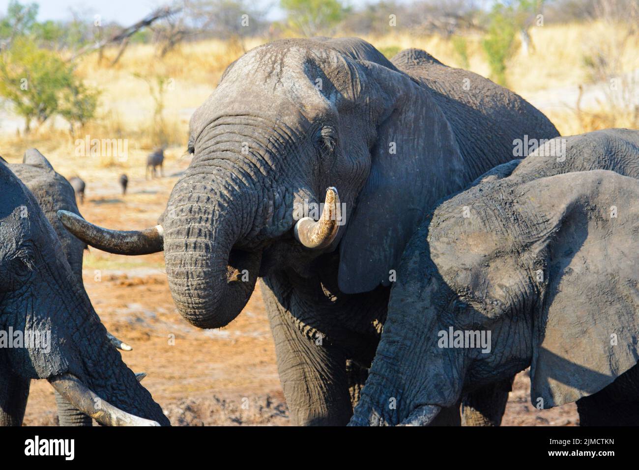 36/5000 Elefanti sulla strada per la buca dell'acqua Foto Stock
