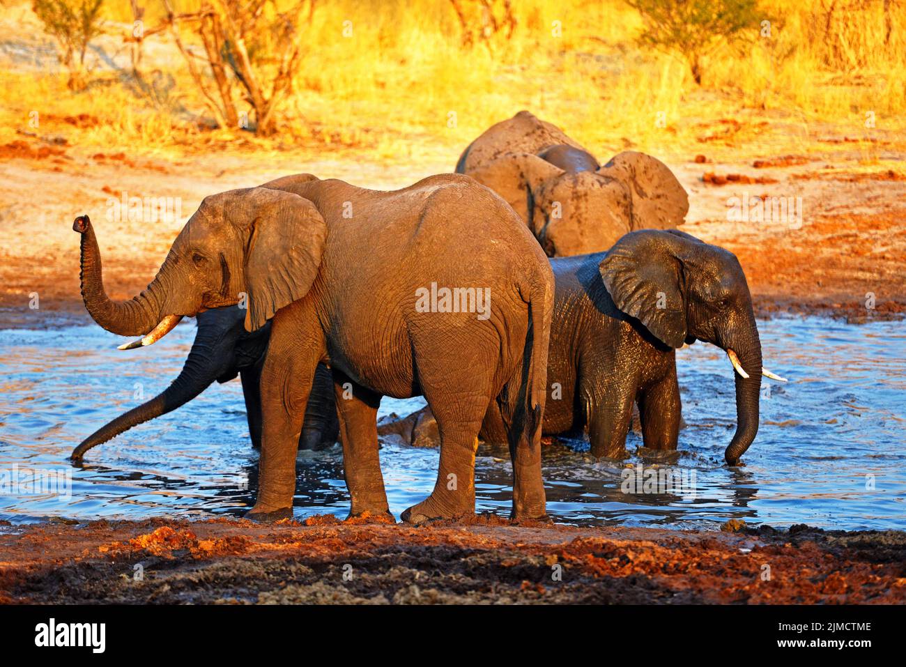 Elefanti al foro dell'acqua, infine acqua da bere e un bagno rinfrescante Foto Stock