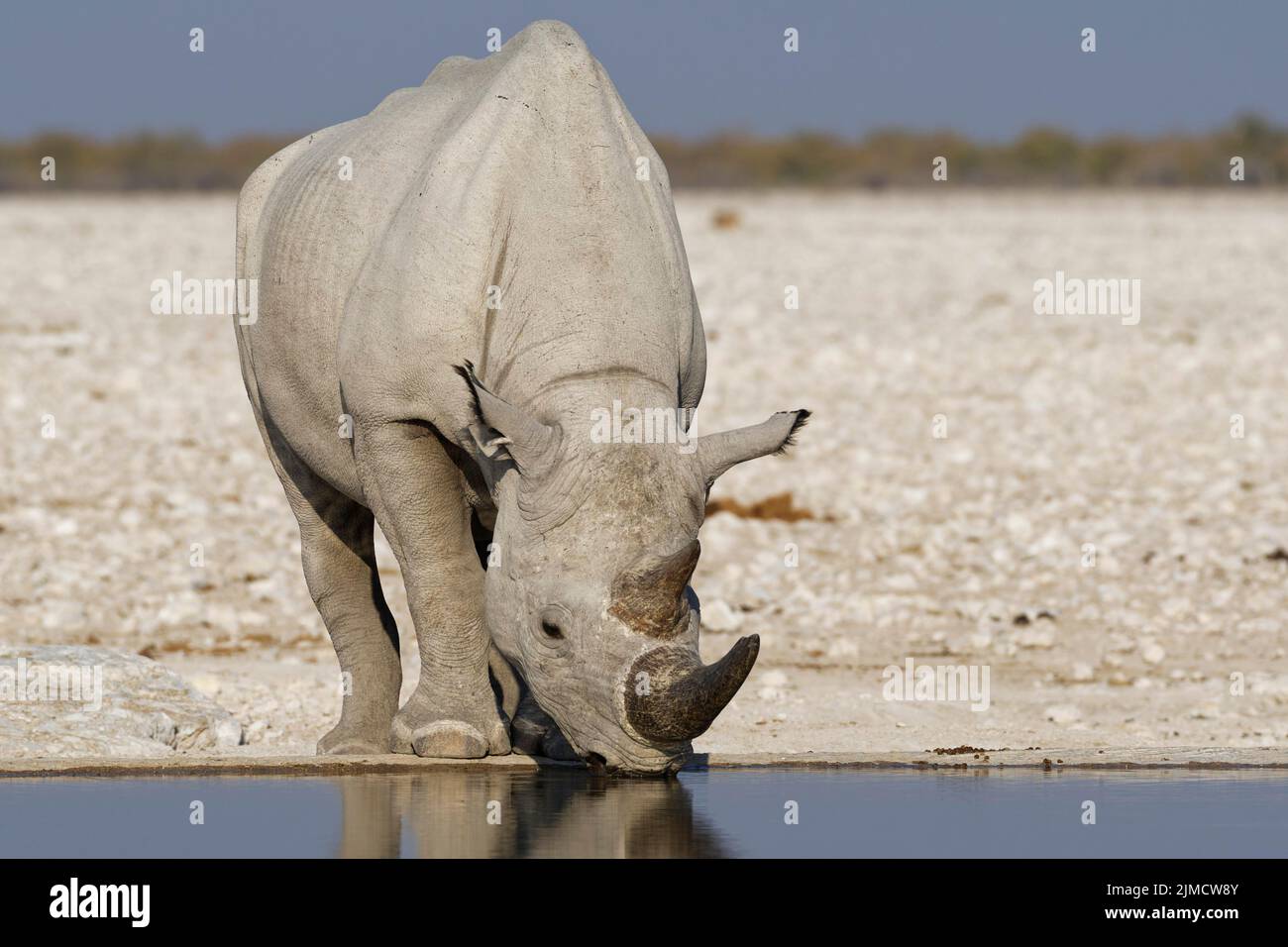 Rinoceronte nero (Diceros bicornis), adulto che beve al waterhole, Parco Nazionale Etosha, Namibia, Africa Foto Stock