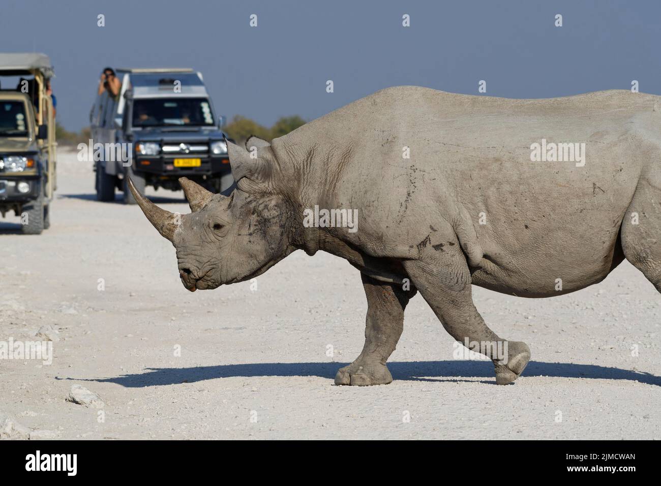 Rinoceronte nero (Diceros bicornis), adulto che attraversa una strada sterrata di fronte a due veicoli safari con passeggeri, Parco Nazionale Etosha, Namibia, Africa Foto Stock