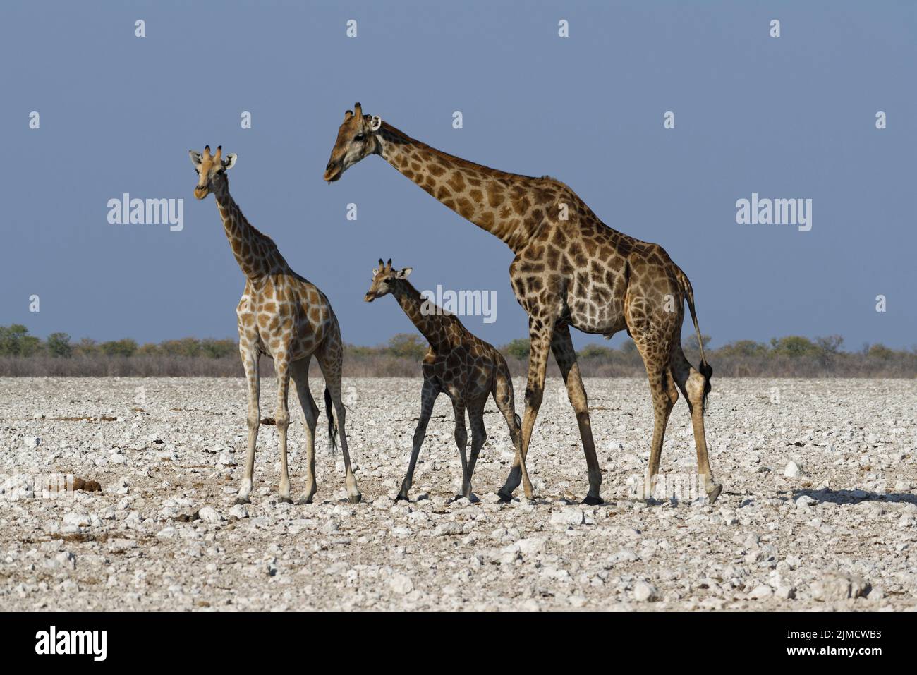Giraffe angolane (Giraffa camelopardalis angolensis), maschio adulto con giovane femmina e volpe, su terreno arido, Parco Nazionale Etosha, Namibia, Africa Foto Stock