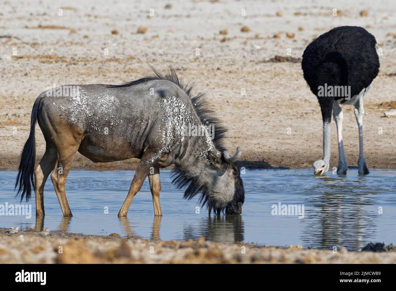 Blue wildebeest (Connochaetes taurinus), maschio adulto che beve al pozzo con struzzo sudafricano (Struthio camelus australis), Etosha National Par Foto Stock
