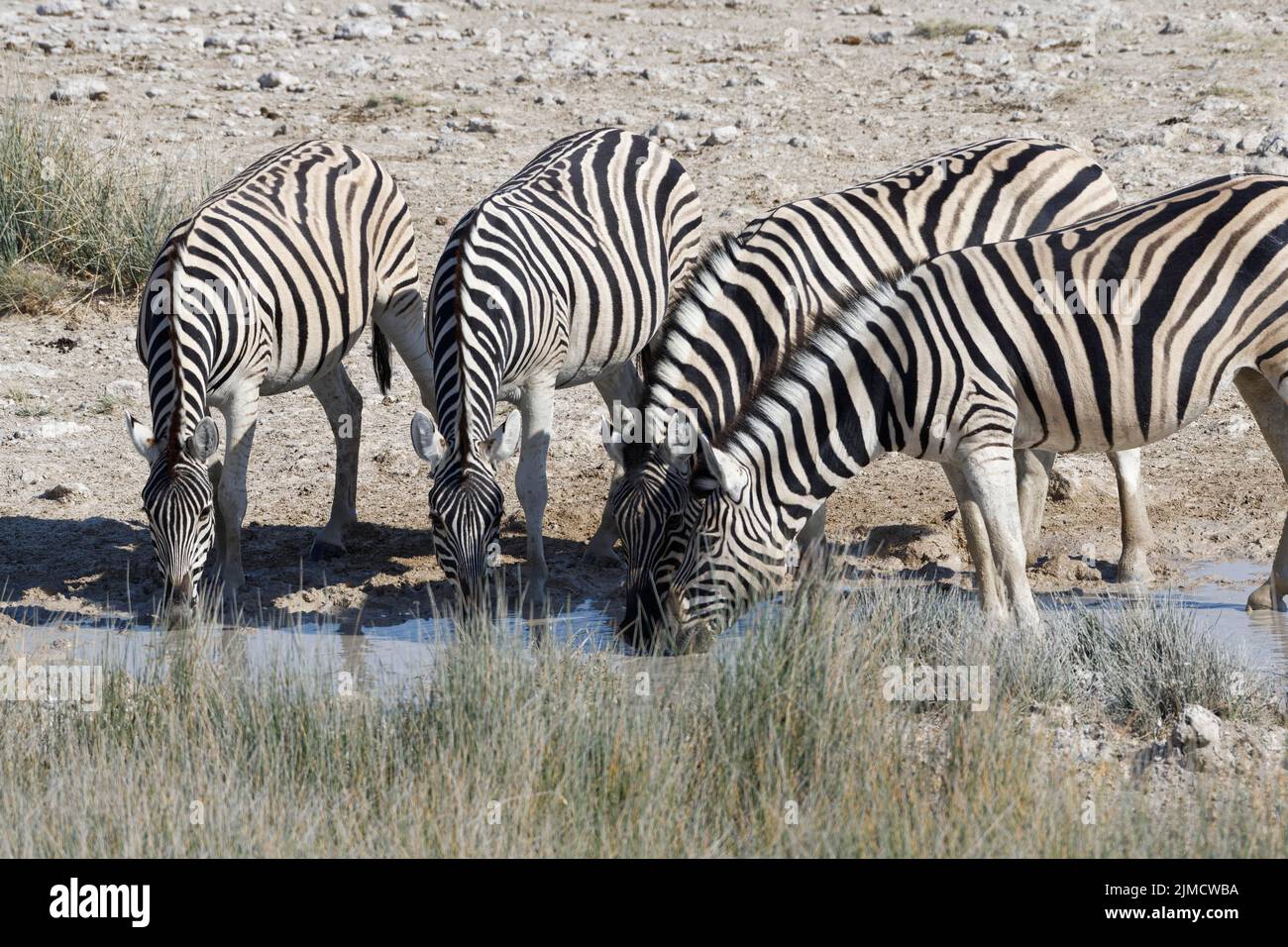 Burchells zebras (Equus quagga burchellii), mandria, quattro adulti che bevono al pozzo, Etosha National Park, Namibia, Africa Foto Stock