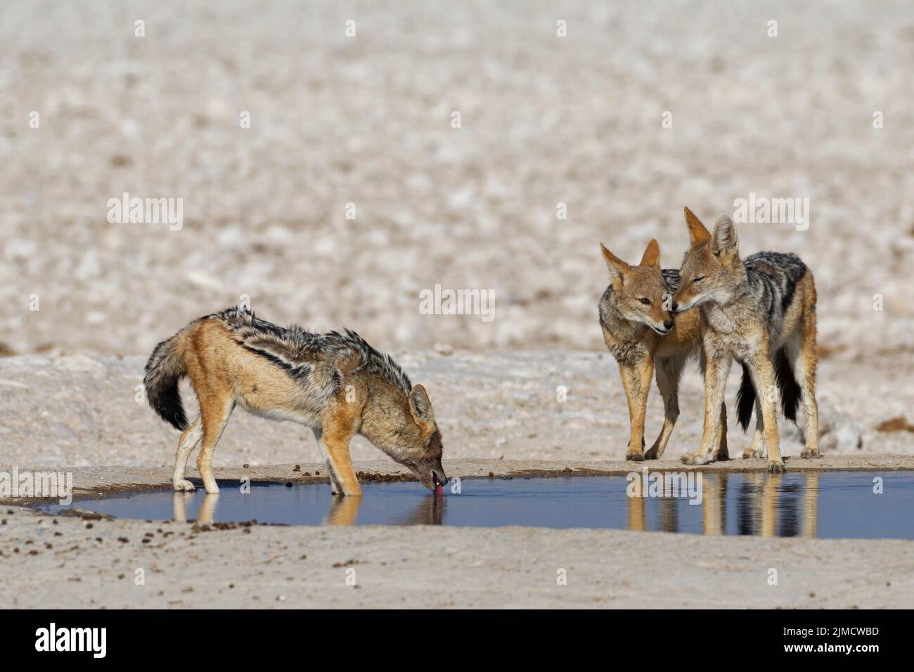 Jackals nero-backed (Canis mesomelas), tre adulti al waterhole, uno in acqua potabile, Etosha National Park, Namibia, Africa Foto Stock