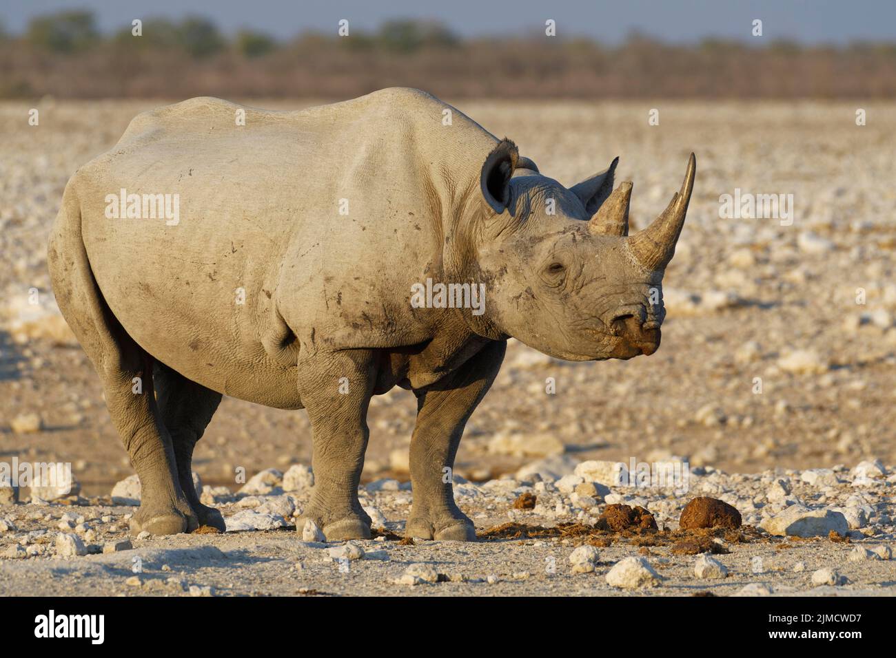 Rinoceronte nero (Diceros bicornis), adulto in piedi al waterhole, Parco Nazionale Etosha, Namibia, Africa Foto Stock