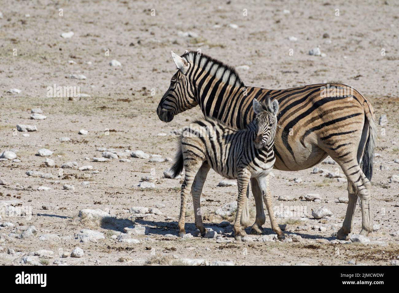 Burchells zebras (Equus quagga burchellii), madre con il nemico vicino waterhole, Etosha National Park, Namibia, Africa Foto Stock