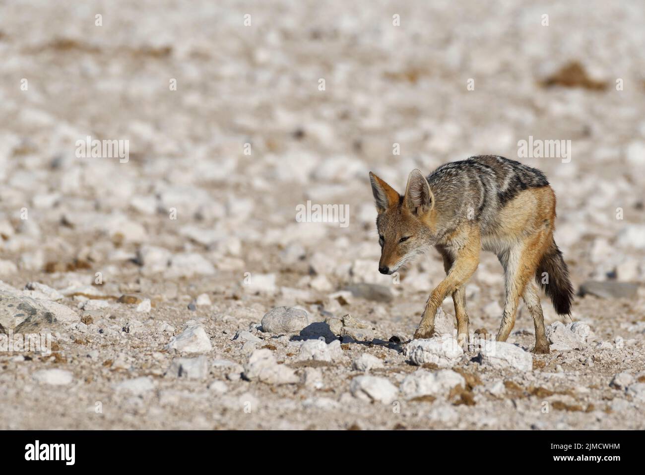 Jackal nero (Canis mesomelas), adulti che camminano su terreno arido, Parco Nazionale Etosha, Namibia, Africa Foto Stock