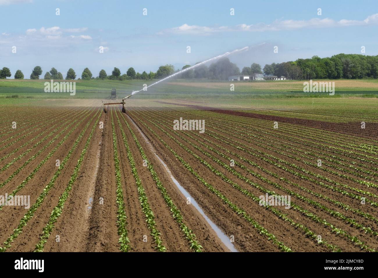 Irrigazione di un campo vegetale, Germania Foto Stock