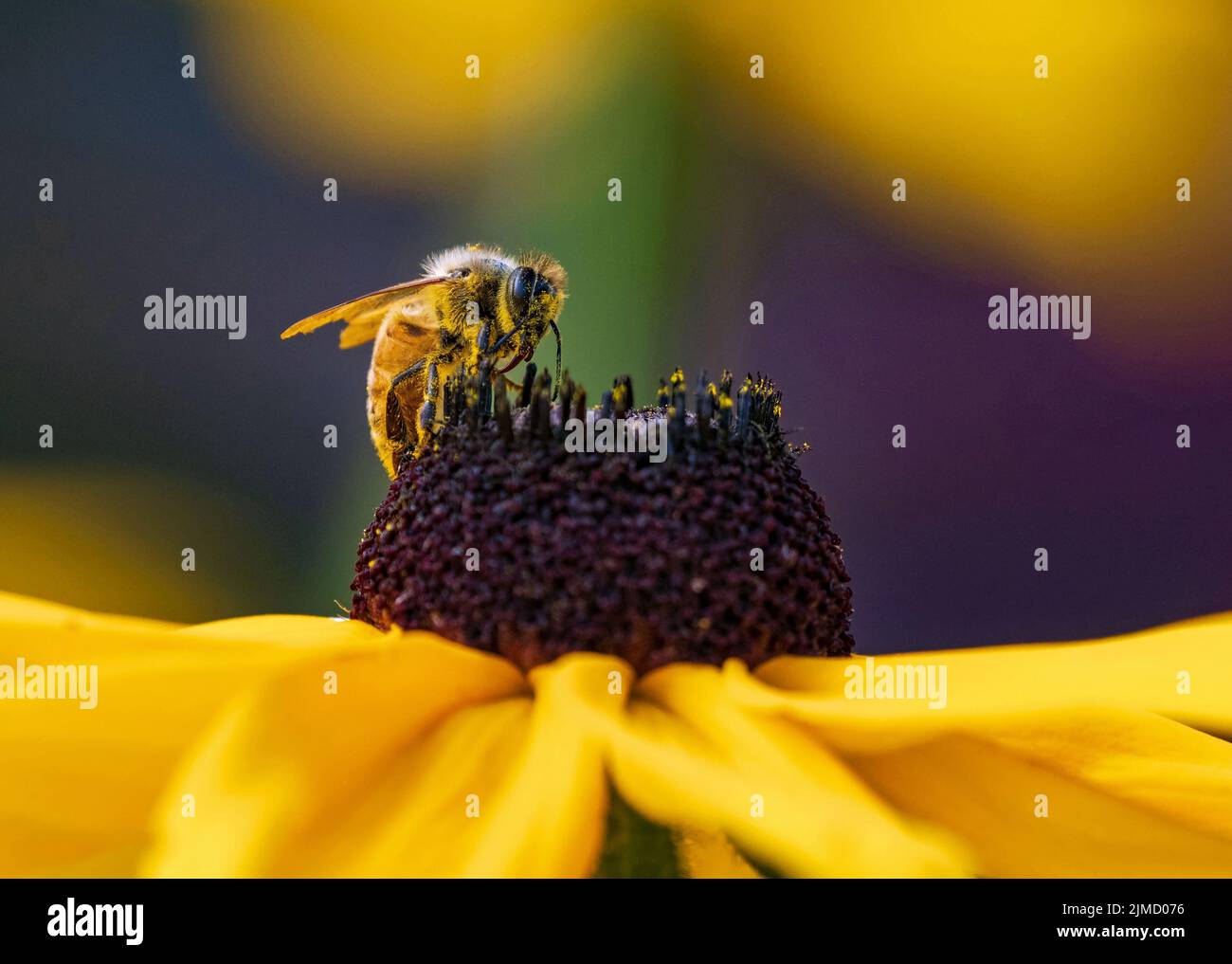 Primo piano di un Honeybee in cima a un fiore di Susan con gli occhi neri e la lingua fuori, pronto per impollinare. Foto Stock