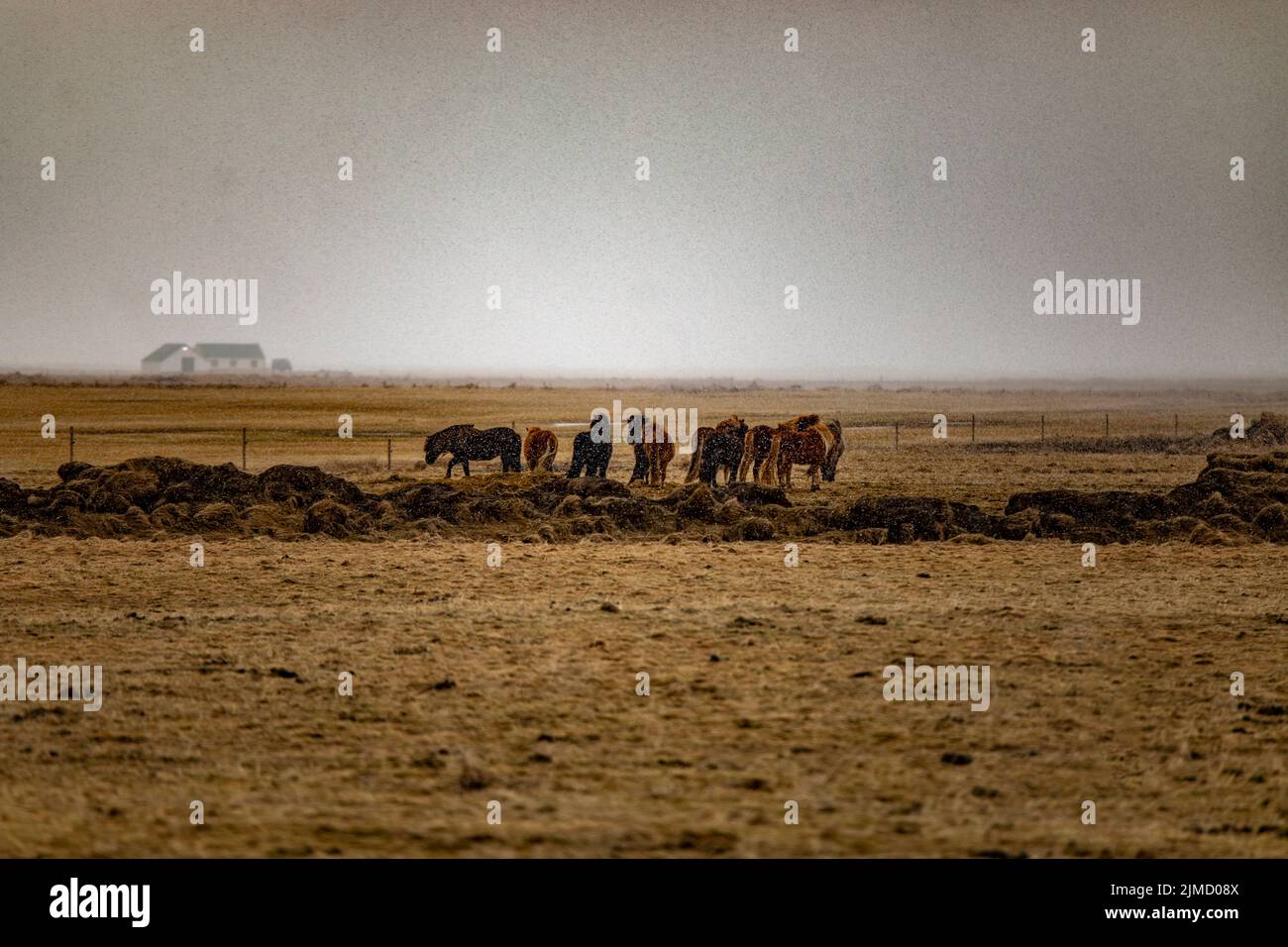Mandria di bei cavalli islandesi che pascolo in prato in fattoria durante il giorno nuvoloso piovere Foto Stock