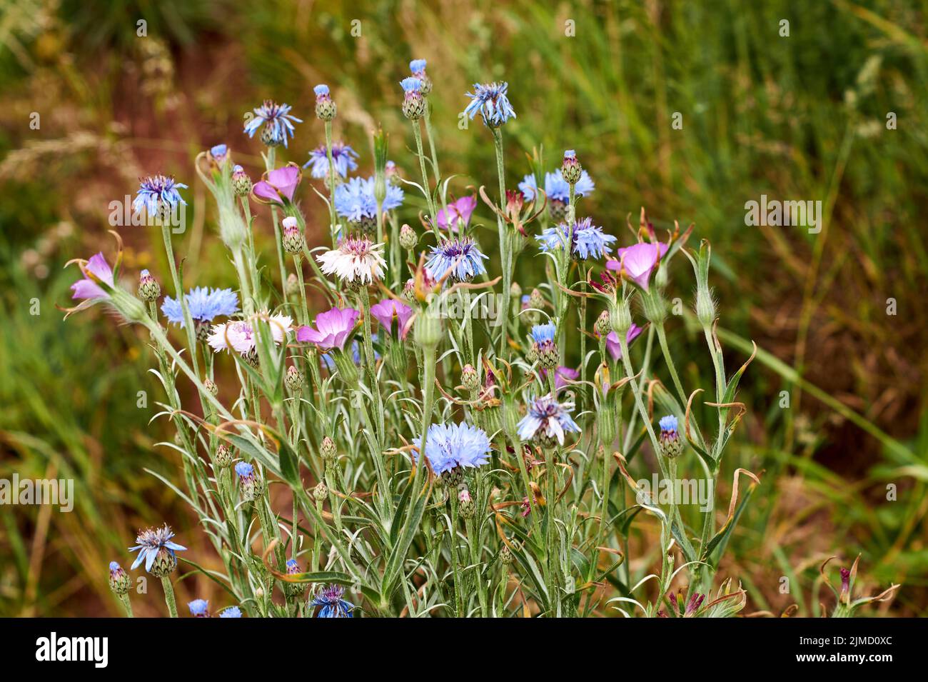 Fiore di Cornflower blu - nome latino - cyanus segetum Centaurea cyanus Foto Stock