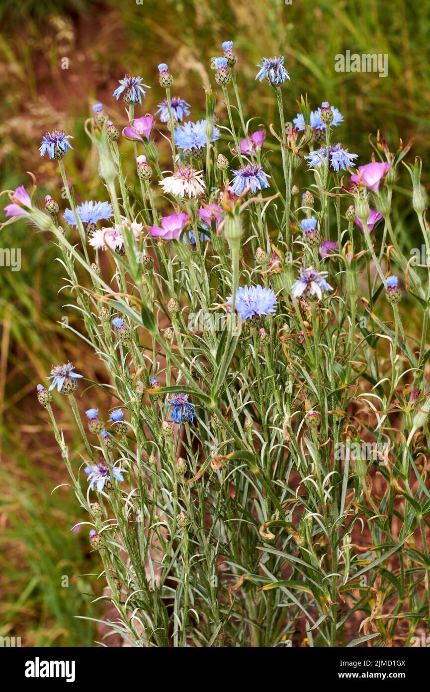 Fiore di Cornflower blu - nome latino - cyanus segetum Centaurea cyanus Foto Stock