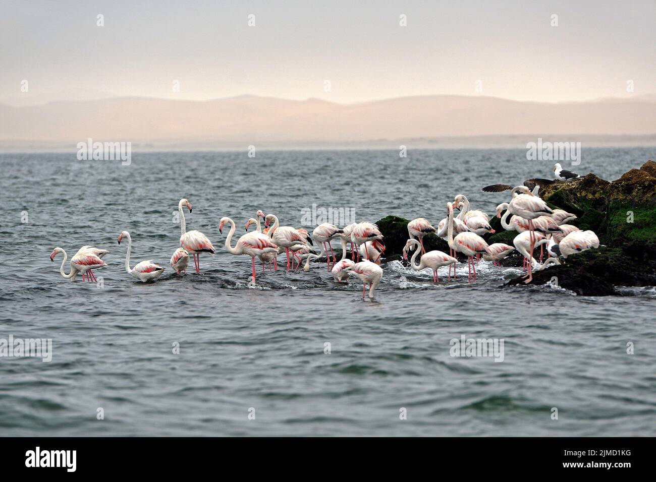 Fenicotteri rosa a Walvis Bay, Namibia Foto Stock