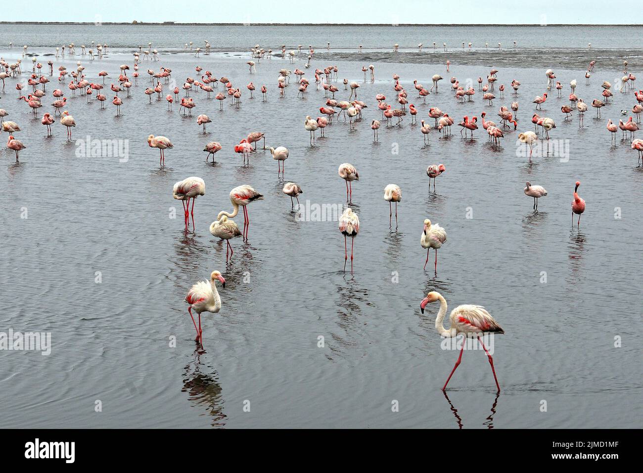 Fenicotteri rosa a Walvis Bay, Namibia Foto Stock