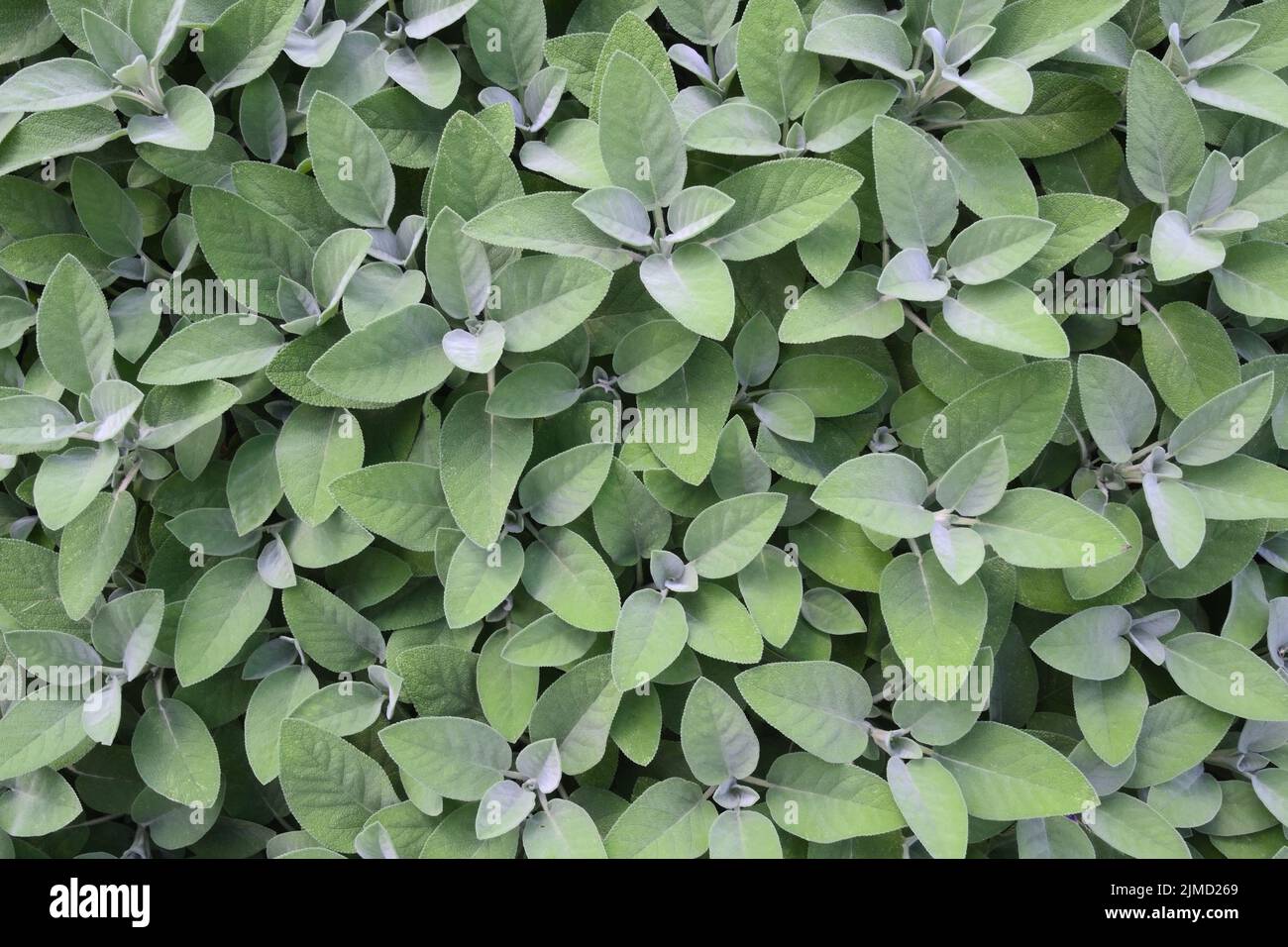 Salvia officinalis (salvia da giardino), Europa Foto Stock