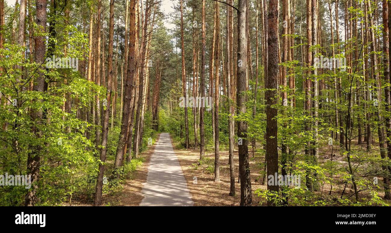 Strada forestale per camminare. Foto Stock