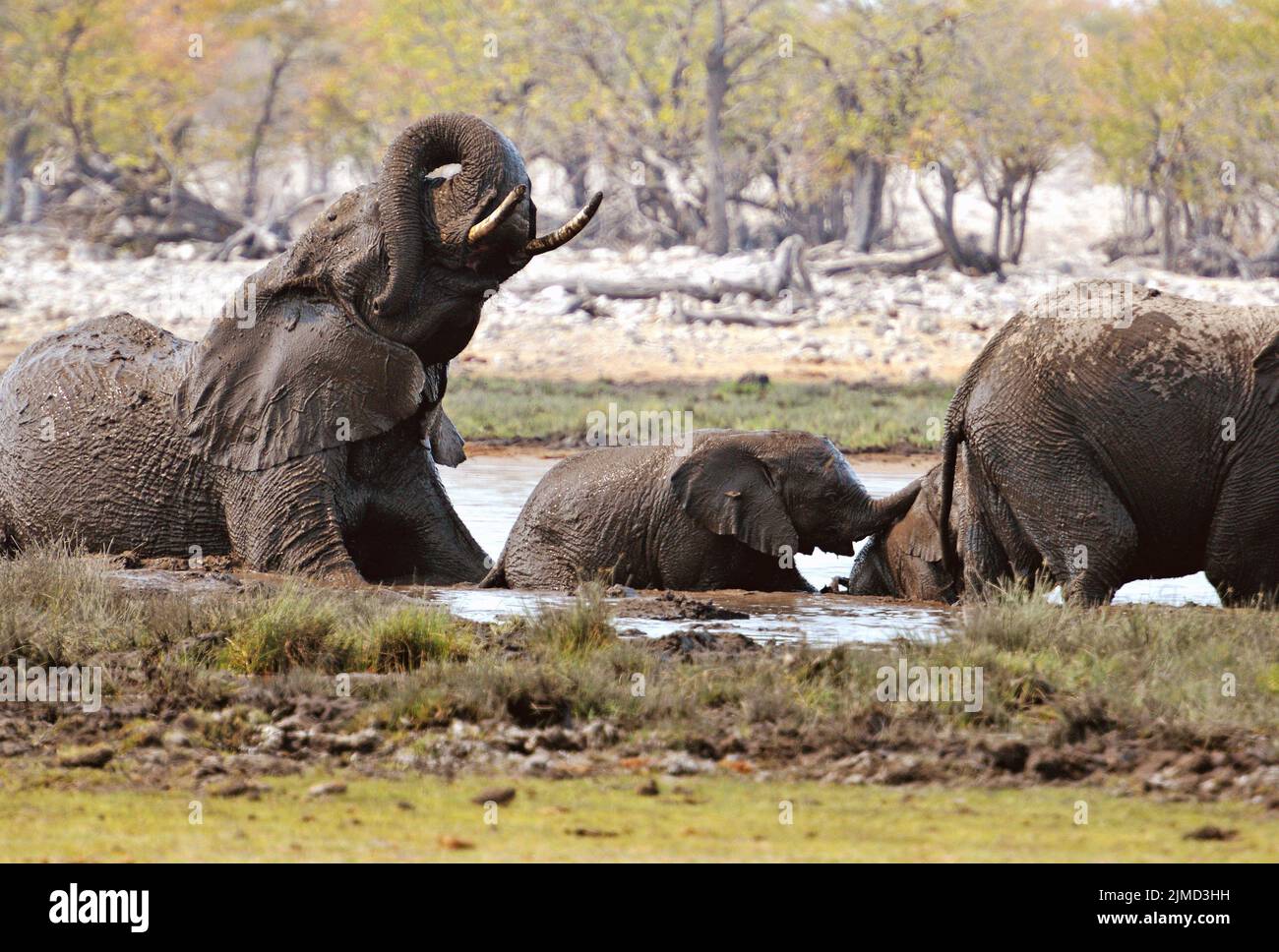 Gli elefanti fanno il bagno in una buca d'acqua nel Parco Nazionale di Etosha Foto Stock