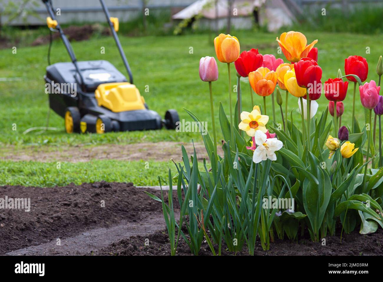 Cortile con tulipani in fiore davanti a prato verde sfocato e rasaerba elettrico Foto Stock