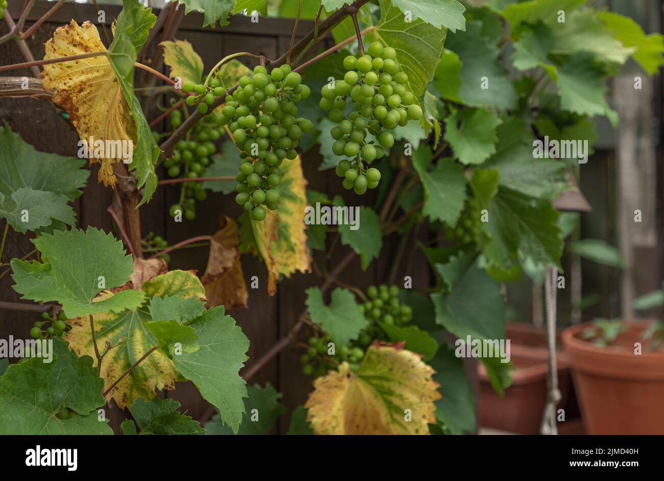 Bunhes di appeso verde unmipe uve appese sul recinto con foglie scolorite sulla vite Foto Stock