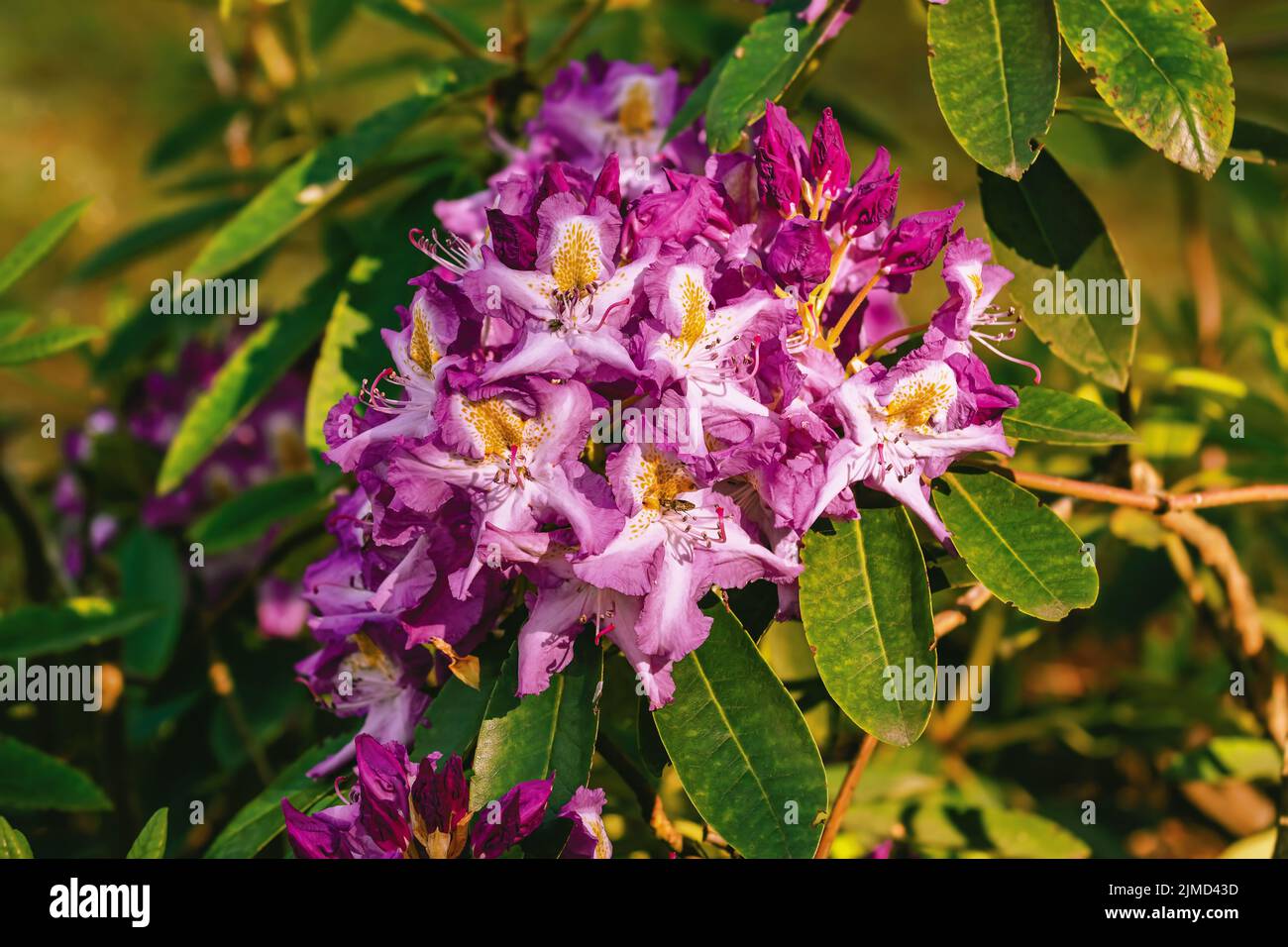 Fiori Rhododendron nella foresta Foto Stock