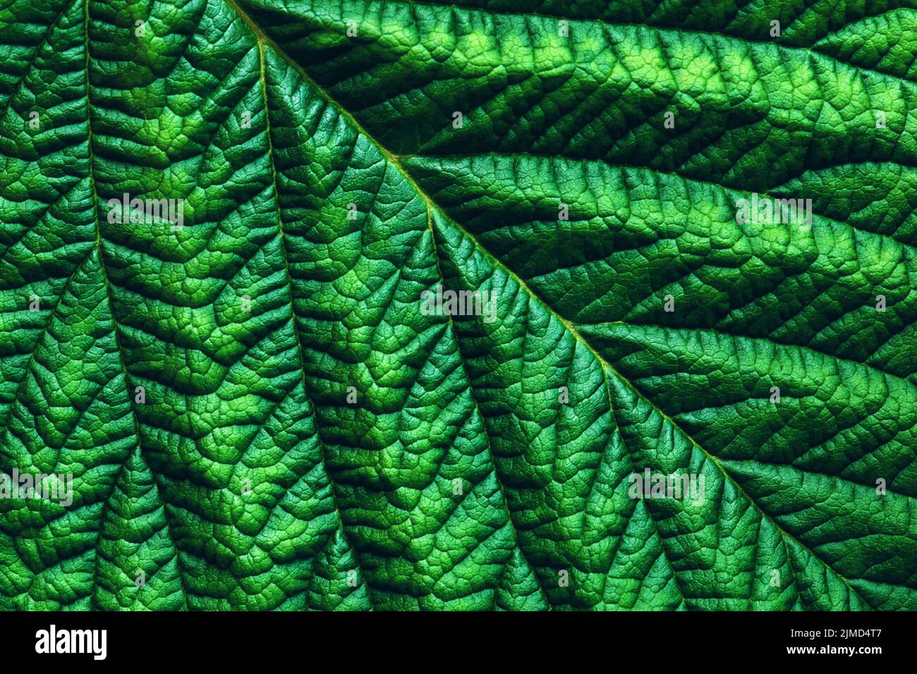 Macro foto verde a foglia dettagliata, sfondo astratto a trama botanica Foto Stock