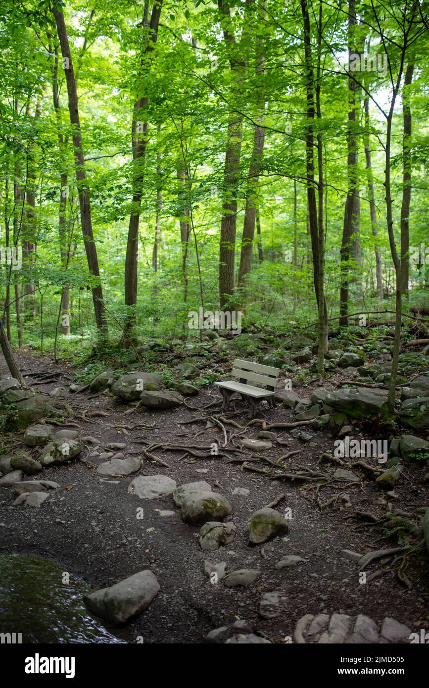 Panca vuota lungo idilliaco sentiero forestale. Foto Stock