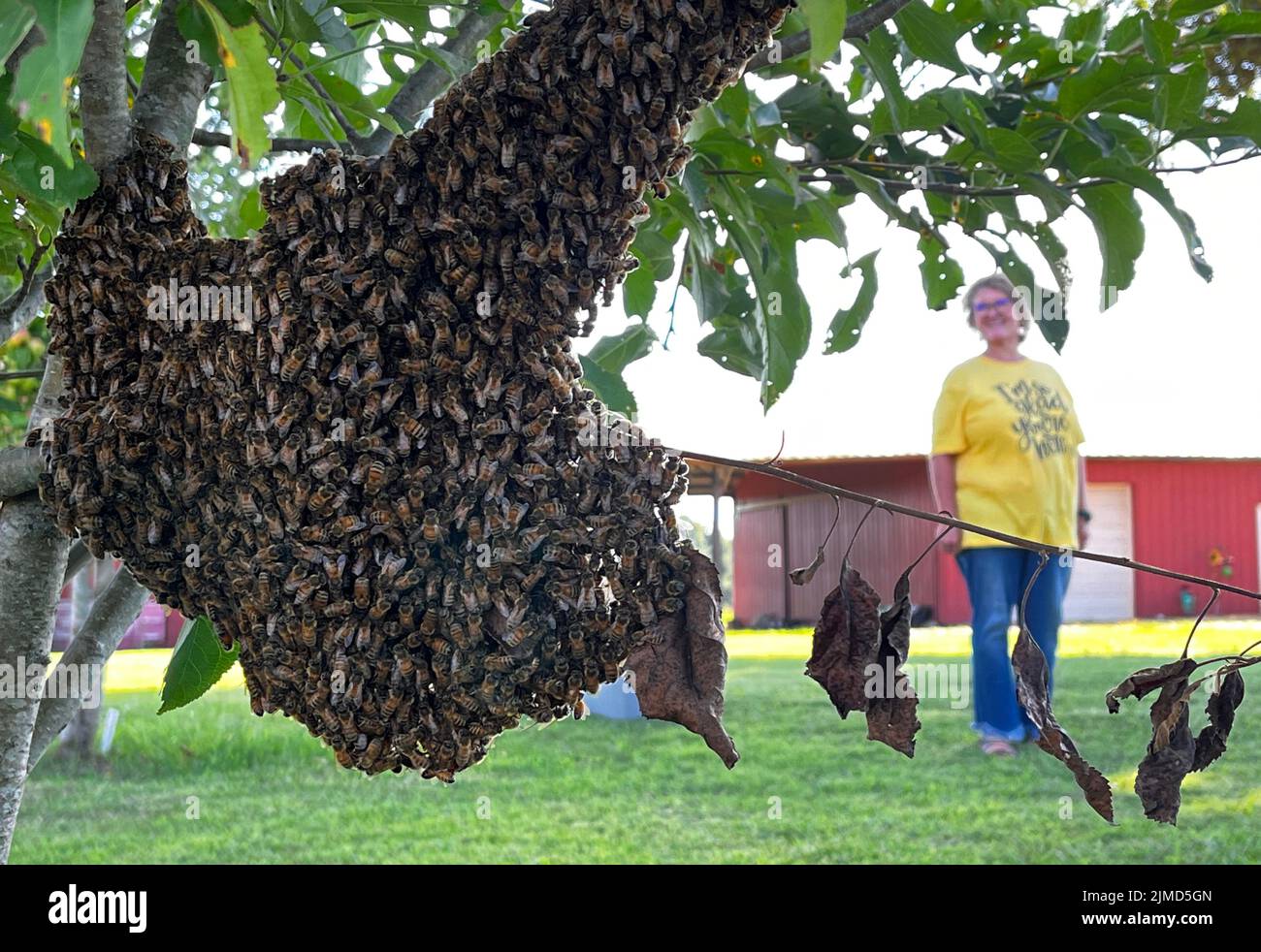 Ethelsville, Alabama USA 5th agosto 2022: Venerdì sera Pam Wright si erge nel suo cortile vicino ad uno dei suoi alberi di mele dove uno sciame di api, a fuoco, raggruppato su un ramo sospeso basso. Aveva contattato gli apicoltori per prendere lo sciame. Secondo fonti miste le api melliere sciame a fine primavera o inizio estate, ma può anche verificarsi a fine luglio. Ethelsville si trova nella contea di Pickens, Alabama. Credit: Kelly Tippett/Alamy Live News Foto Stock