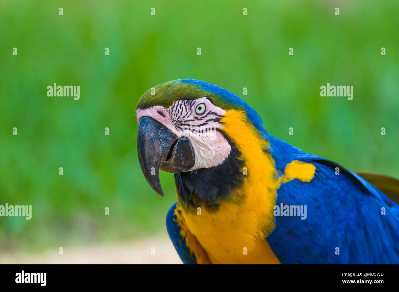 Bella blu-giallo Macaw (Ara ararauna) nella zona umida brasiliana. Foto Stock