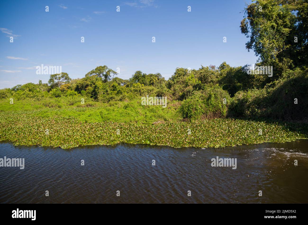 Una bella immagine del Brasiliano della zona umida, regione ricca di flora e fauna. Foto Stock