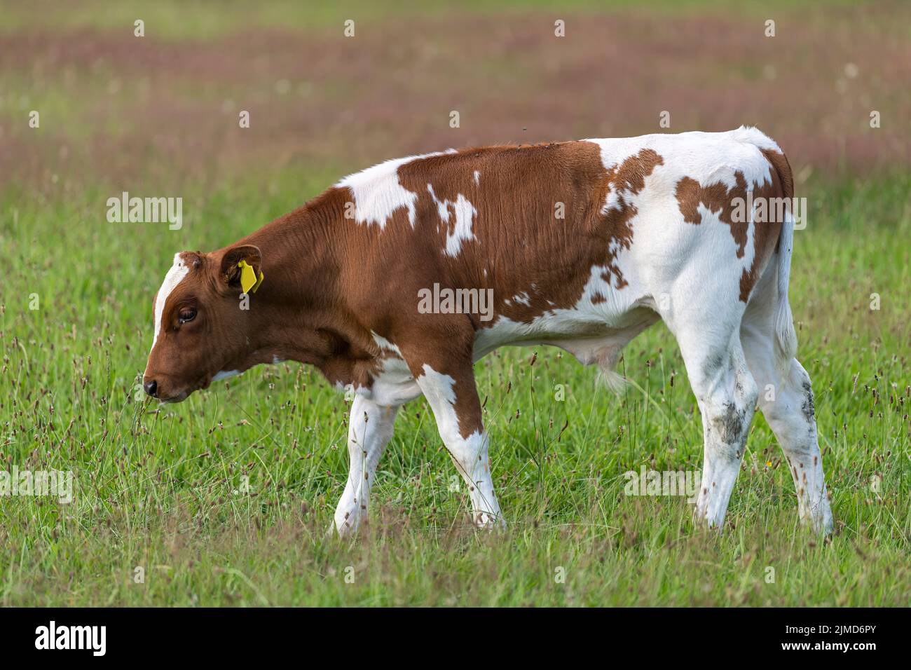 Vitello da toro olandese rosso e bianco frisone Foto Stock