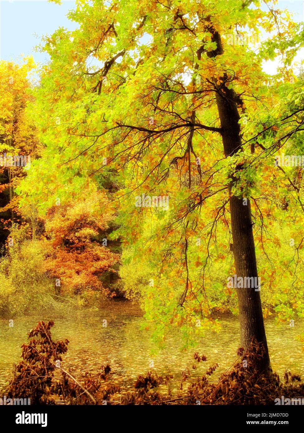 Bellissimo autunno. I bellissimi colori dell'autunno. Autunno foresta. Foto Stock
