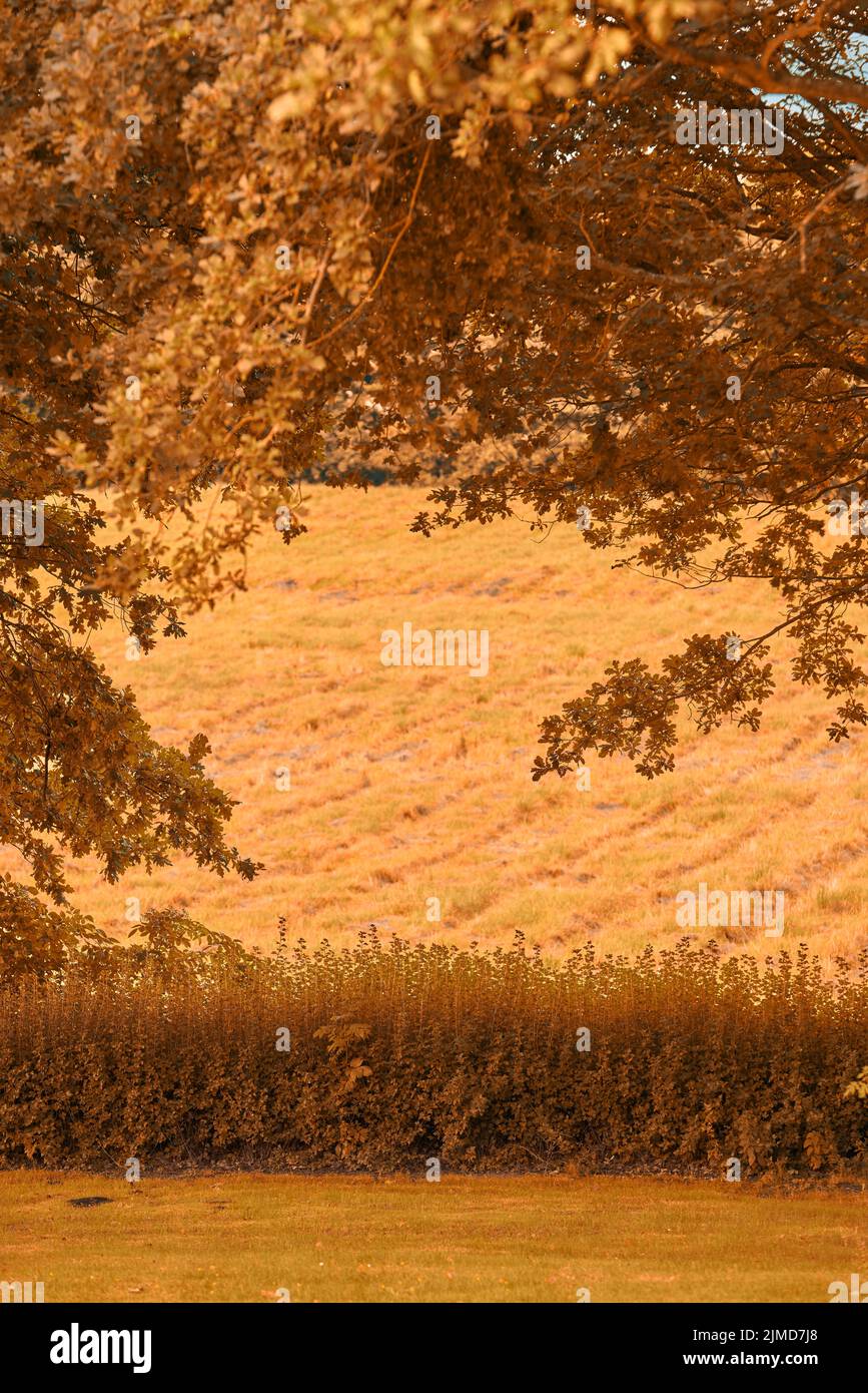 Bellissimo autunno. I bellissimi colori dell'autunno. Autunno foresta. Foto Stock