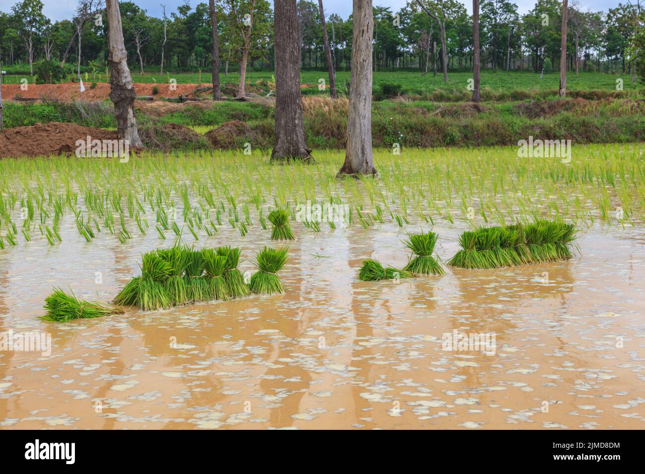 Germogli di riso giovani pronti per essere piantati nel campo di riso con acqua Foto Stock