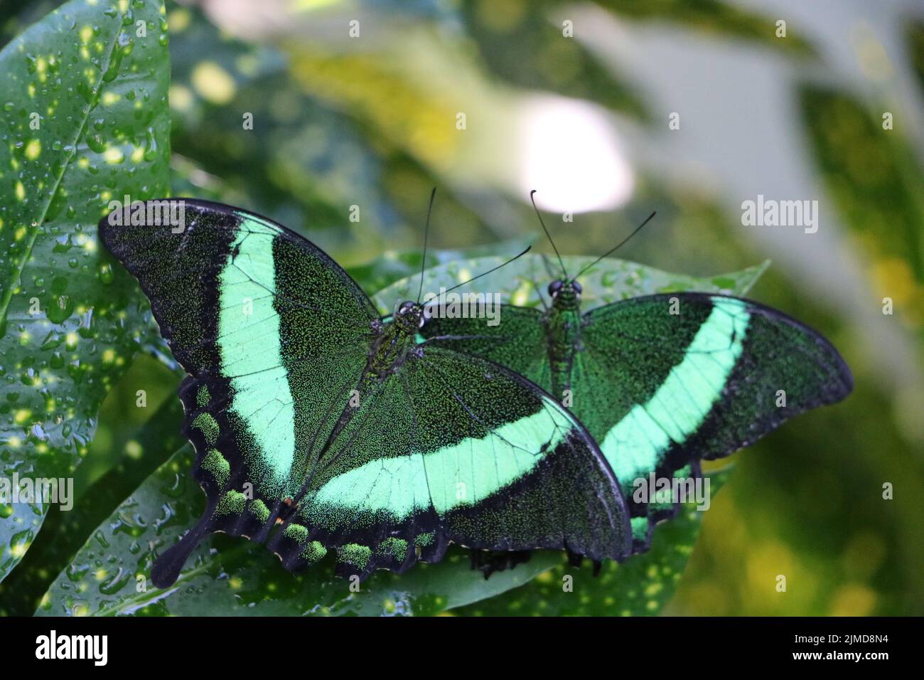 Due farfalle verdi su foglia verde Foto Stock
