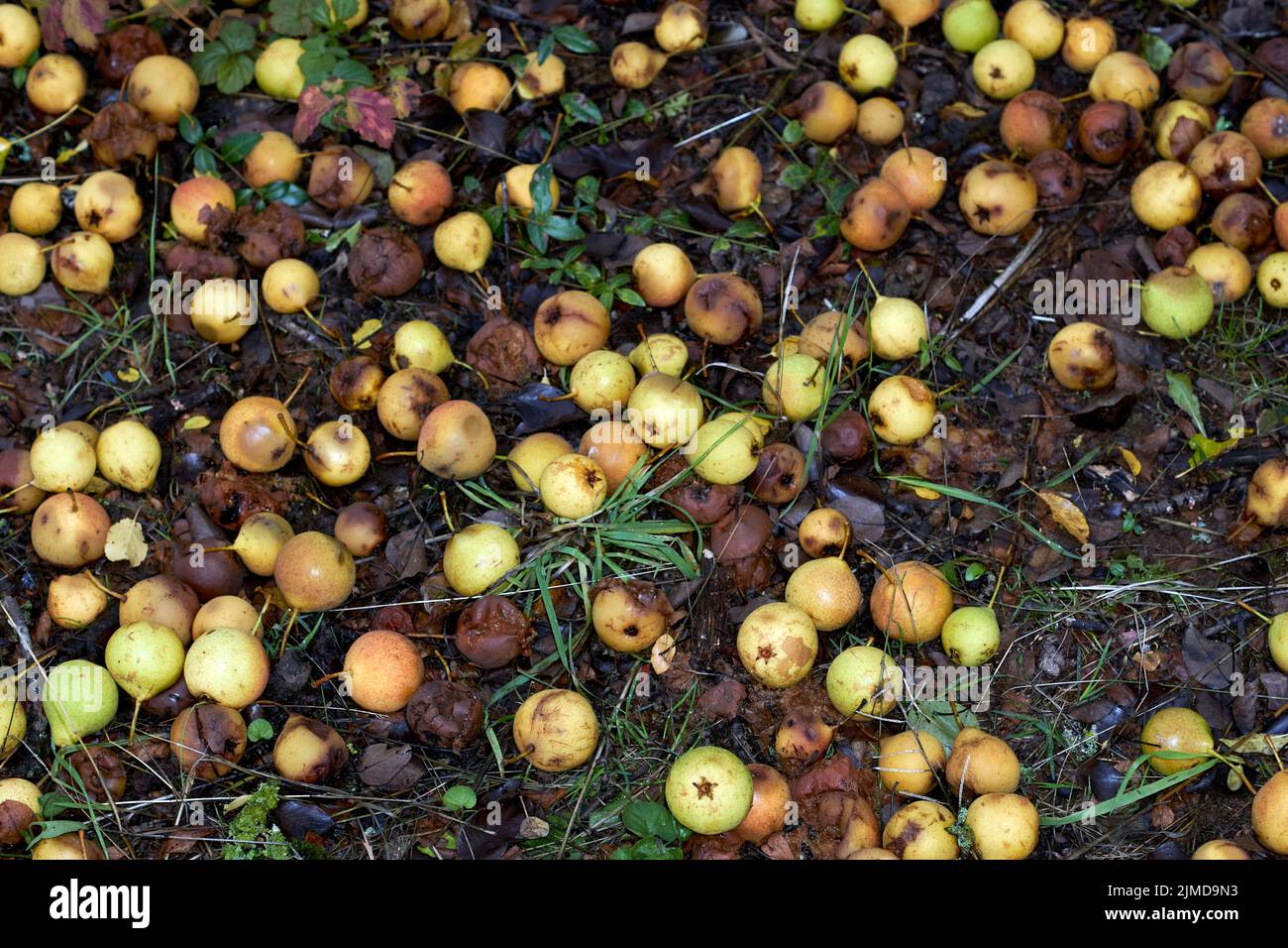 Mele marciume fotografate a terra nella natura in autunno Foto Stock