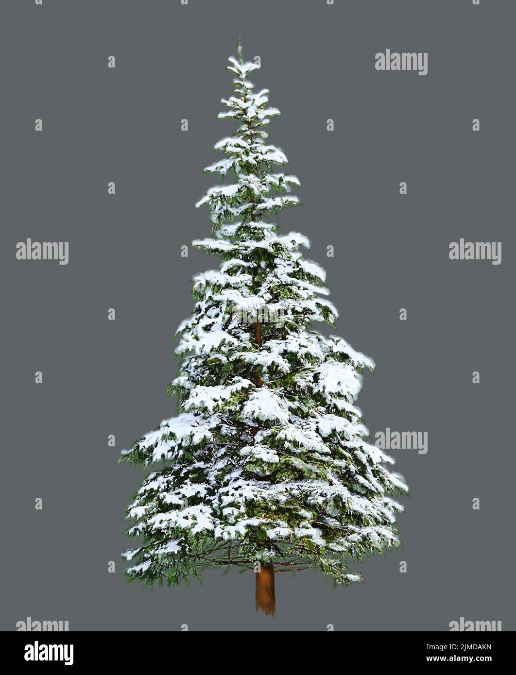Pino con neve, Pittura digitale su sfondo bianco Foto Stock