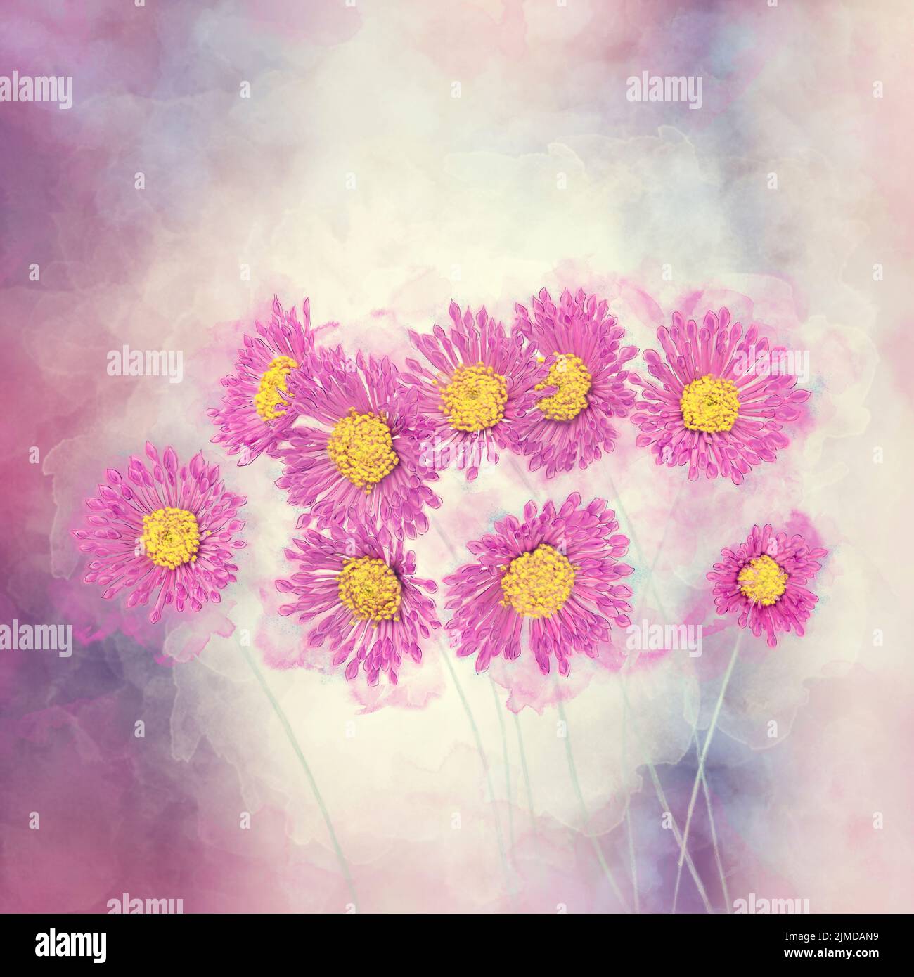 Acquerello digitale di fiori rosa e giallo a margherita Foto Stock