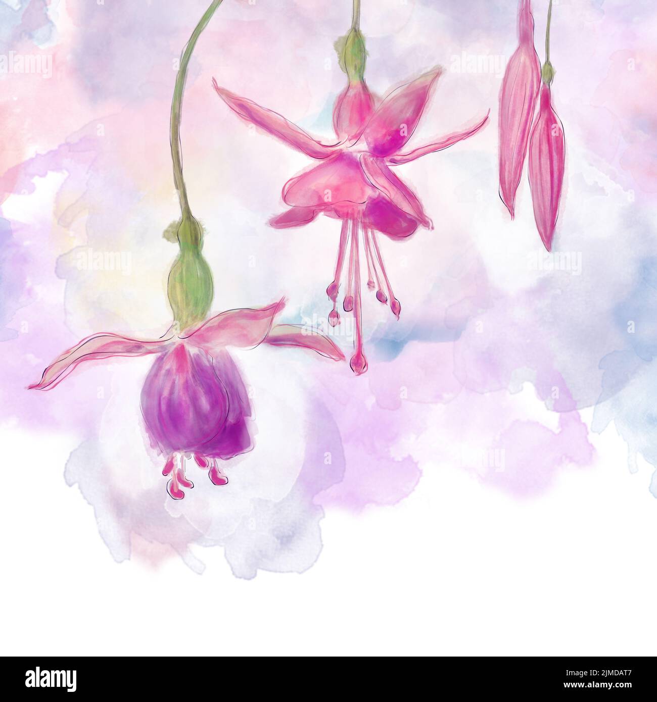 Acquerello Pittura digitale di fiori rosa e viola di Fuchsia Foto Stock